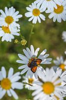 kleine vuurvlinder in magrietenveld