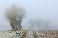 am Niederrhein *Bislicher Insel*