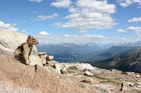 Eichhörnchen sagt 'Hallo Welt