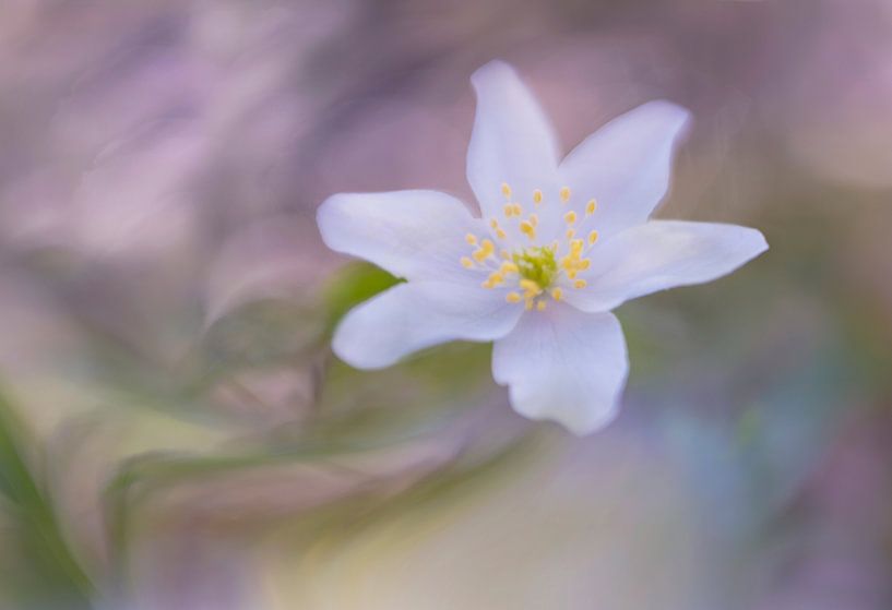 Blume von Remco loeffen