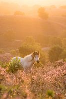 Icelandic Pony at sunrise on the Posbank