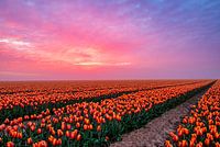 Matching Tulpfield an sky