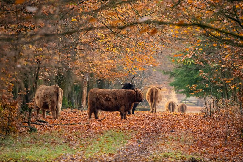 Autumn in Europe, with Scottish Highlanders by Gert Hilbink