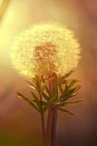 Flauschig by Zwergls Lichtermeer