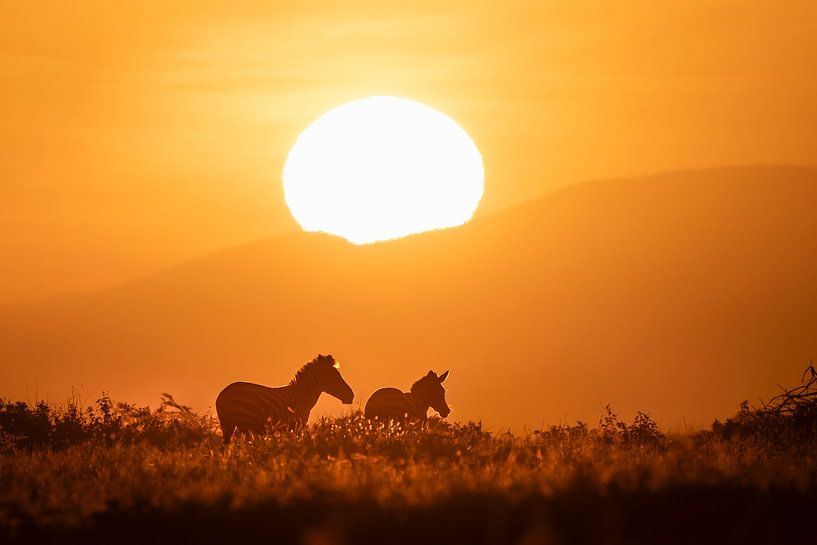 Zebra's in der Serengteti bei Sonnenaufgang von Krijn van der Giessen
