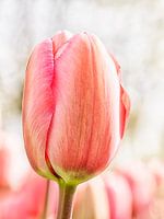 Tulp