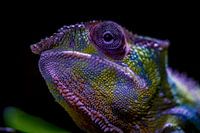 Panther Chameleon Furcifer pardalis