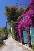 Kleurige Bloemen aan de Côte d'Azur