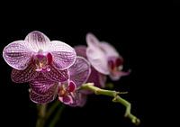 Purple orchid close-up