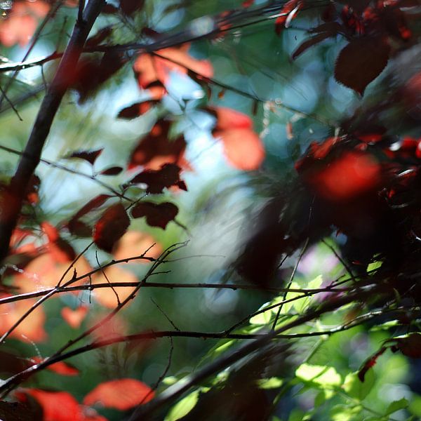 Licht door de bladeren par Anne Hana