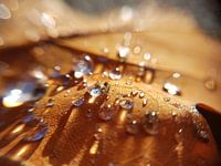 Rain in the autumn sun