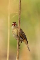 Phragmite des roseaux