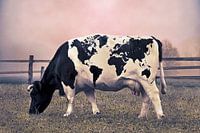 Fotomanipulation Kuh mit Weltkarte Flecken in atmosphärischer Weide