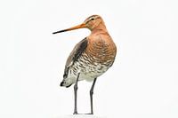 Black-tailed godwit