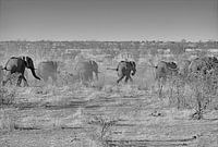 Éléphants en fuite