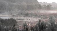 Ein nebliger Morgen auf der Heide in Zonhoven