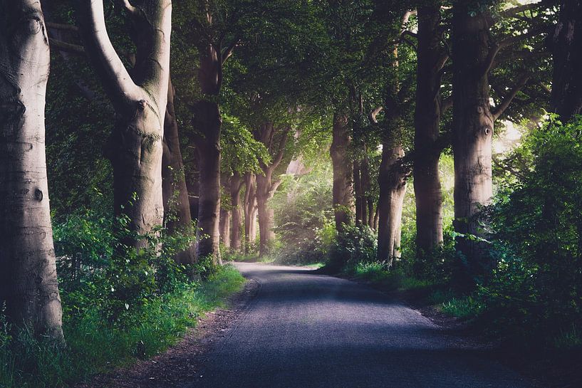 dreamy forest road by Stefan den Engelsen