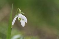 Schneeglöckchen