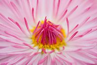 Pink daisy (Bellis perennis)
