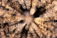 Strahlender Baumstamm