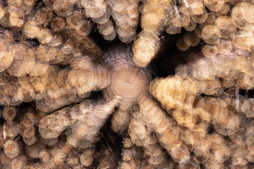 Strahlender Baumstamm von Nicolette Verdugt