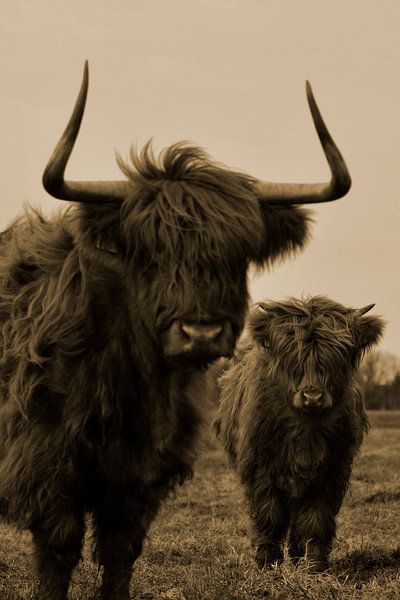 Schotse hooglanders sepia von Sascha van Dam