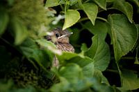 Bereit zum Ausfliegen