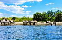 Konik-Pferde suchen Abkühlung an der Maas