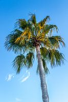 fan palm tree in the mediterranean coastal area