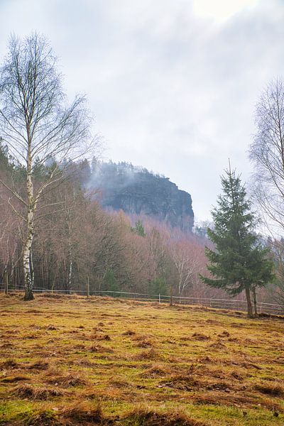 Wald im Nebel im Elbsandsteingebirge von Martin Köbsch