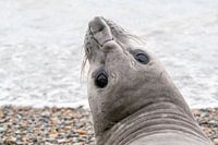 Un éléphant de mer curieux