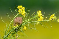 Dwarf mouse looks among spring flowers