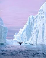 Ein Moment inmitten der Eisberge