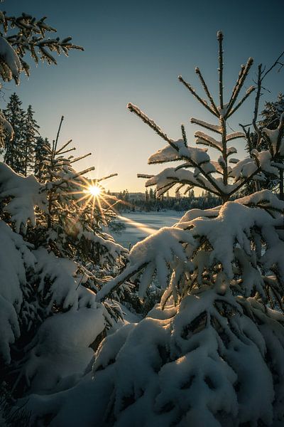 Sun, snow and spruces by Steffen Henze