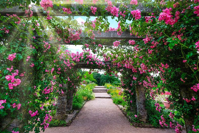 Pathway surrounded by pink rose tendrills, Rosenhöhe Darmstadt by pixxelmixx
