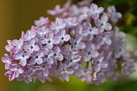 Lilac Orange and Green