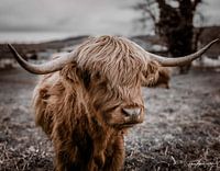 Schottisches Hochlandrind