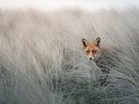 Jouer à cache-cache avec un renard