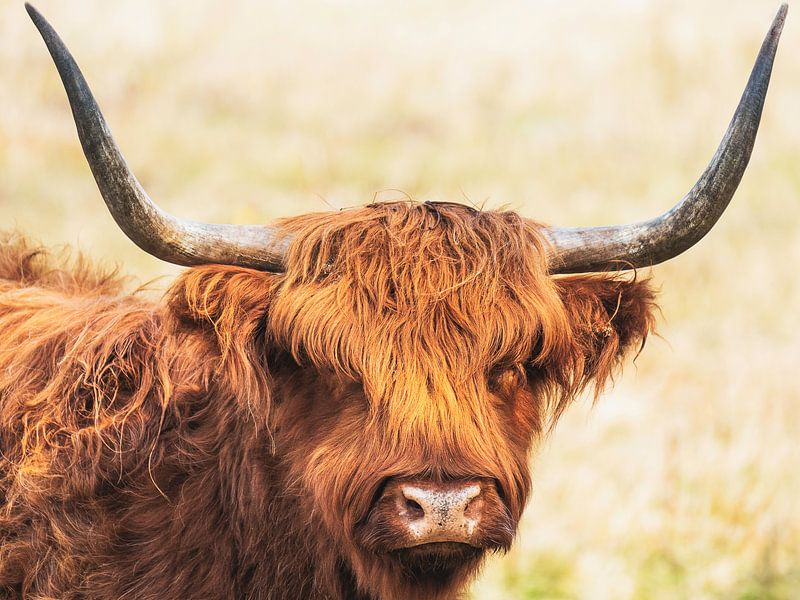 Highlander écossais par Arjen Roos