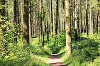 Monivea County Galway Ireland