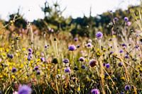 Lila Blumenfeld in den Wäldern von Brabant