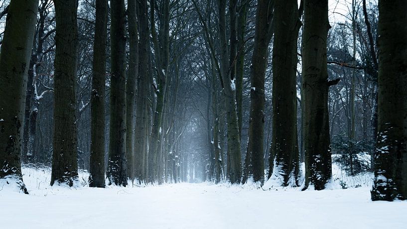 Snow Avenue by Sake van Pelt