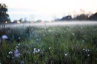 ochtend dauw.
