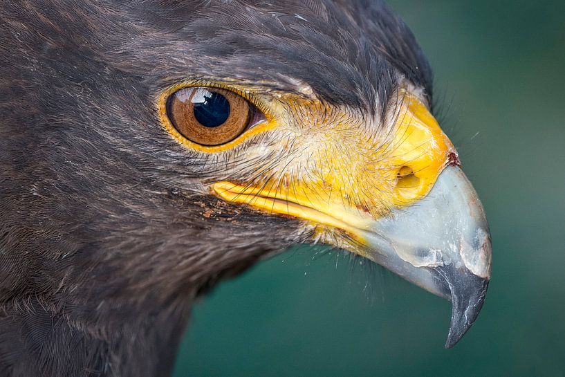 Steppe Buizerd von Erik de Klerck