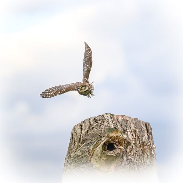 Steinkauz im Flug von Liefs van Peet