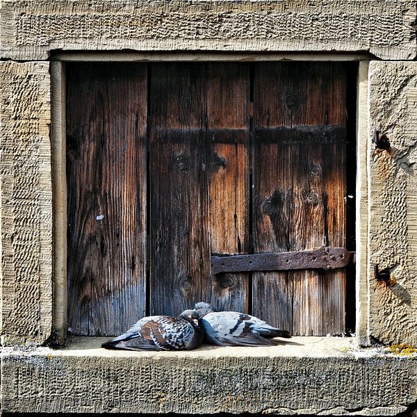 lovebirds by BHotography