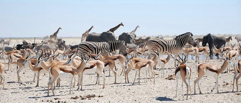 Samen bij het water van Zeno Swijtink