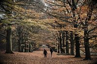 Waldspaziergang am Salland-Hang