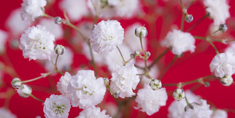 Panorama de fleurs rouges et blanches par Marjolijn van den Berg