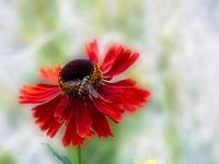 Roter Sonnenhut mit Schwebfliege
